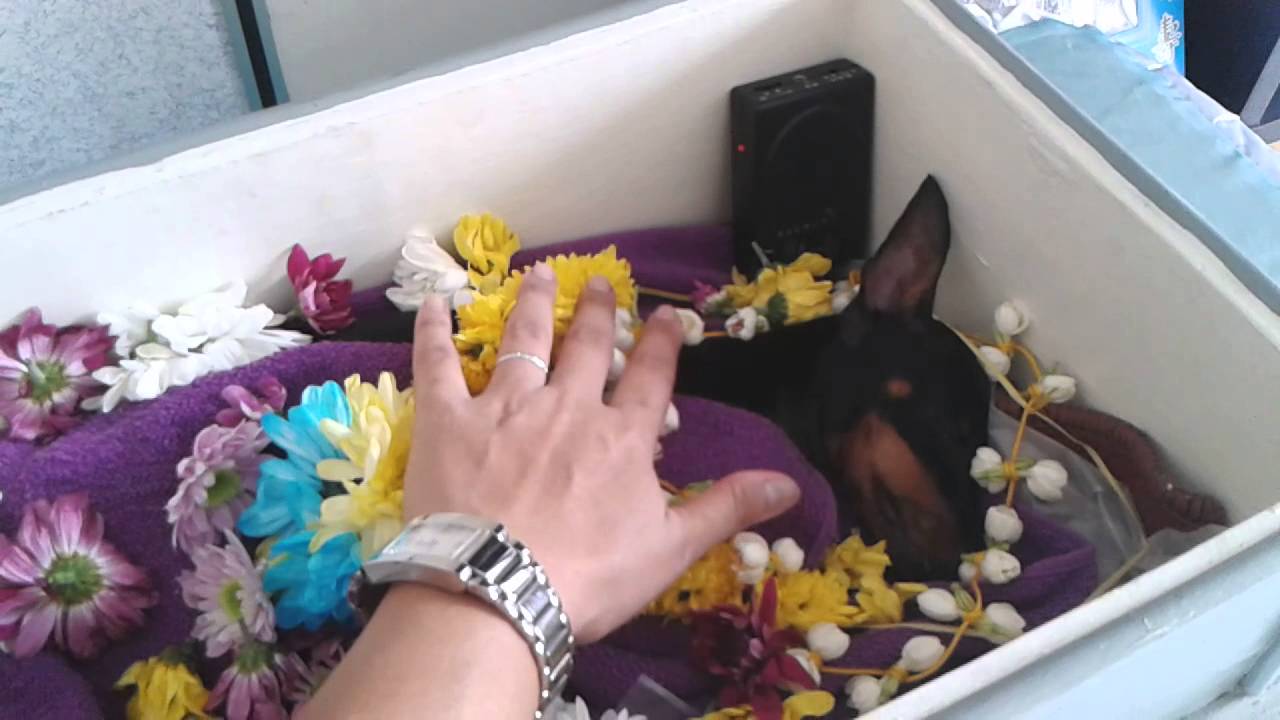 pet crematory
