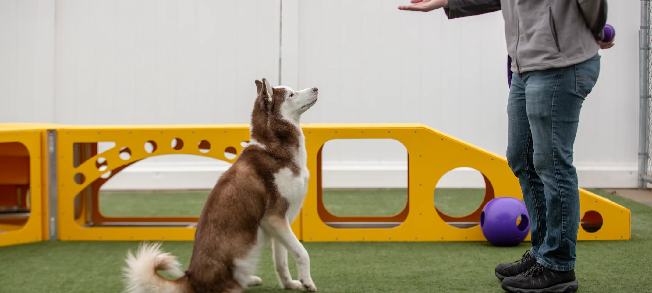 Obedience Training