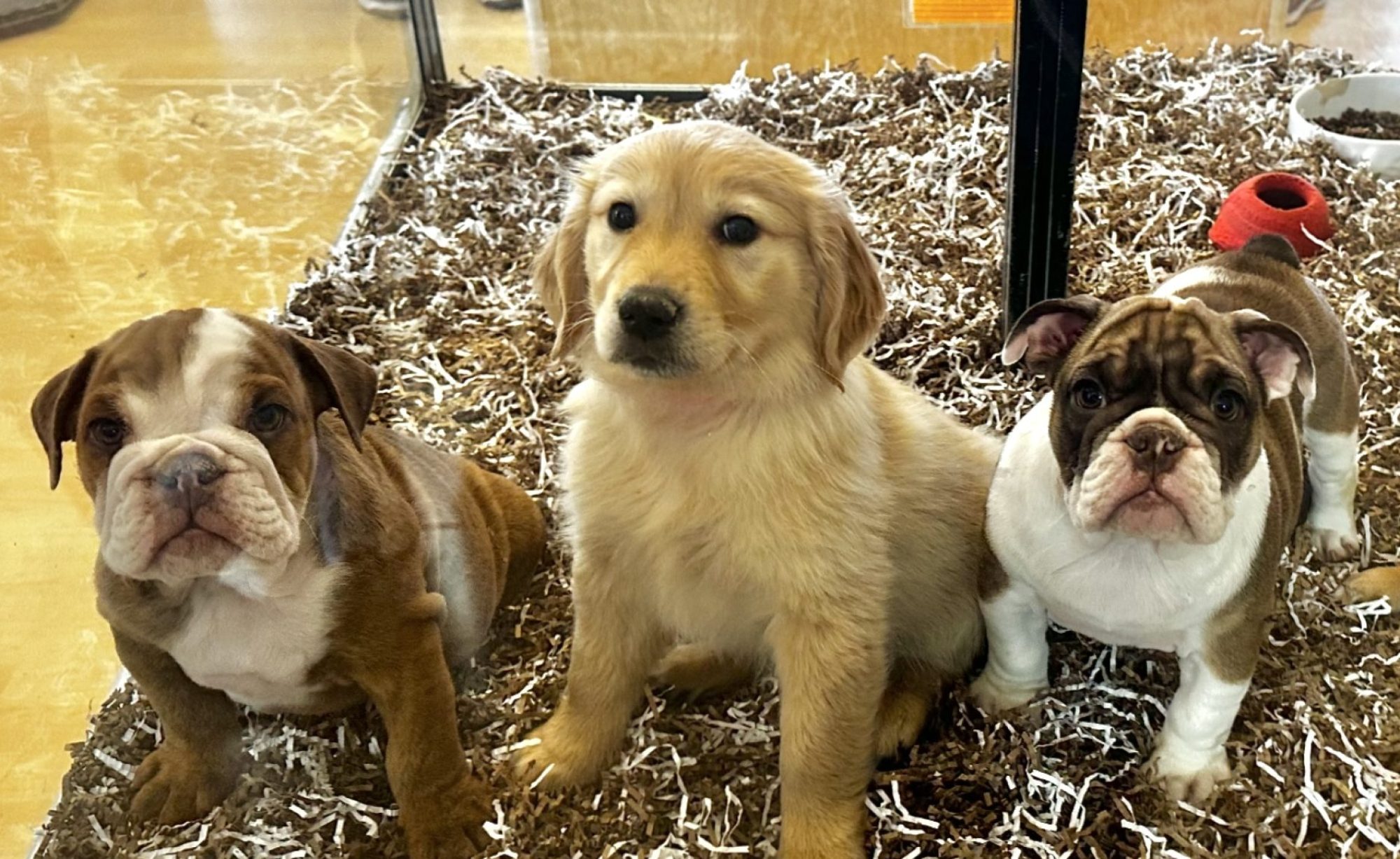 8 Incredible Finds You’ll Love at Our Pet Store