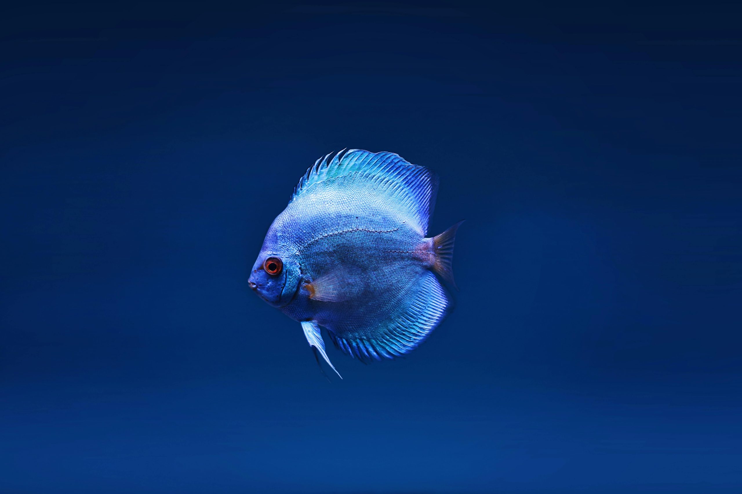 freshwater fish