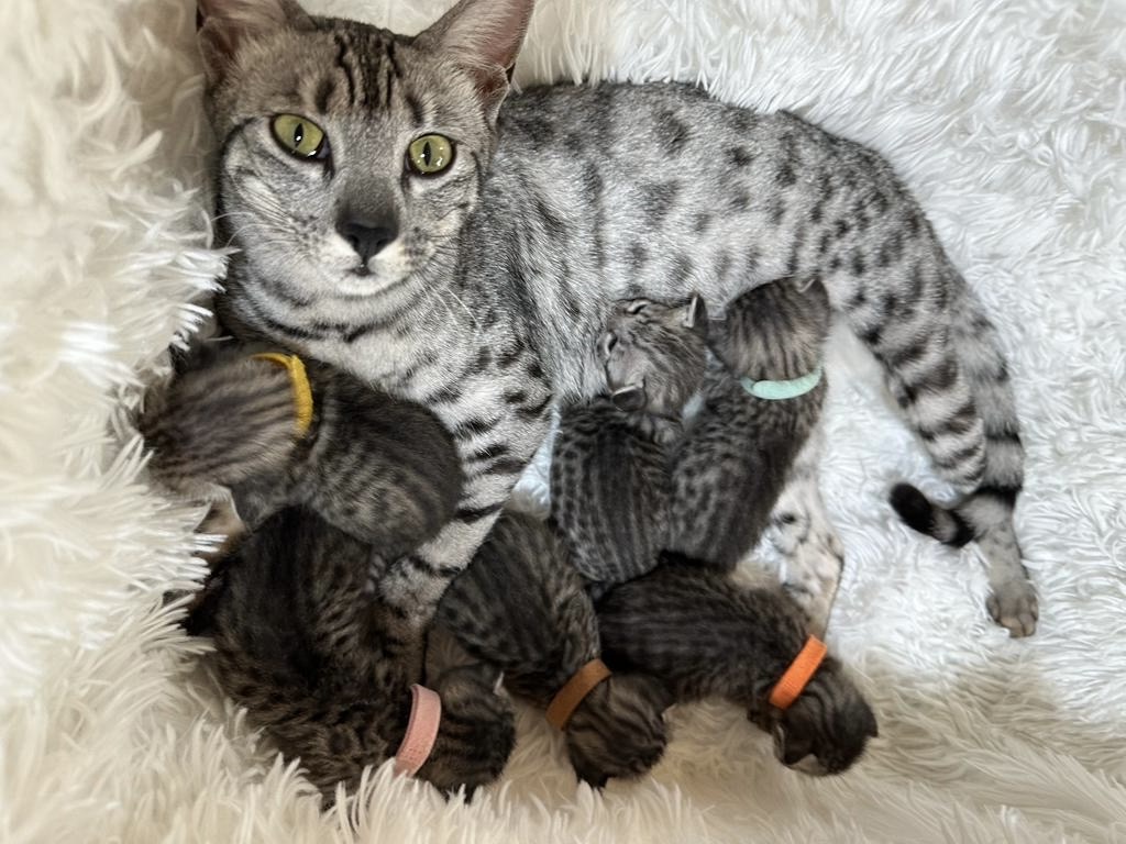 savannah cats for sale in california