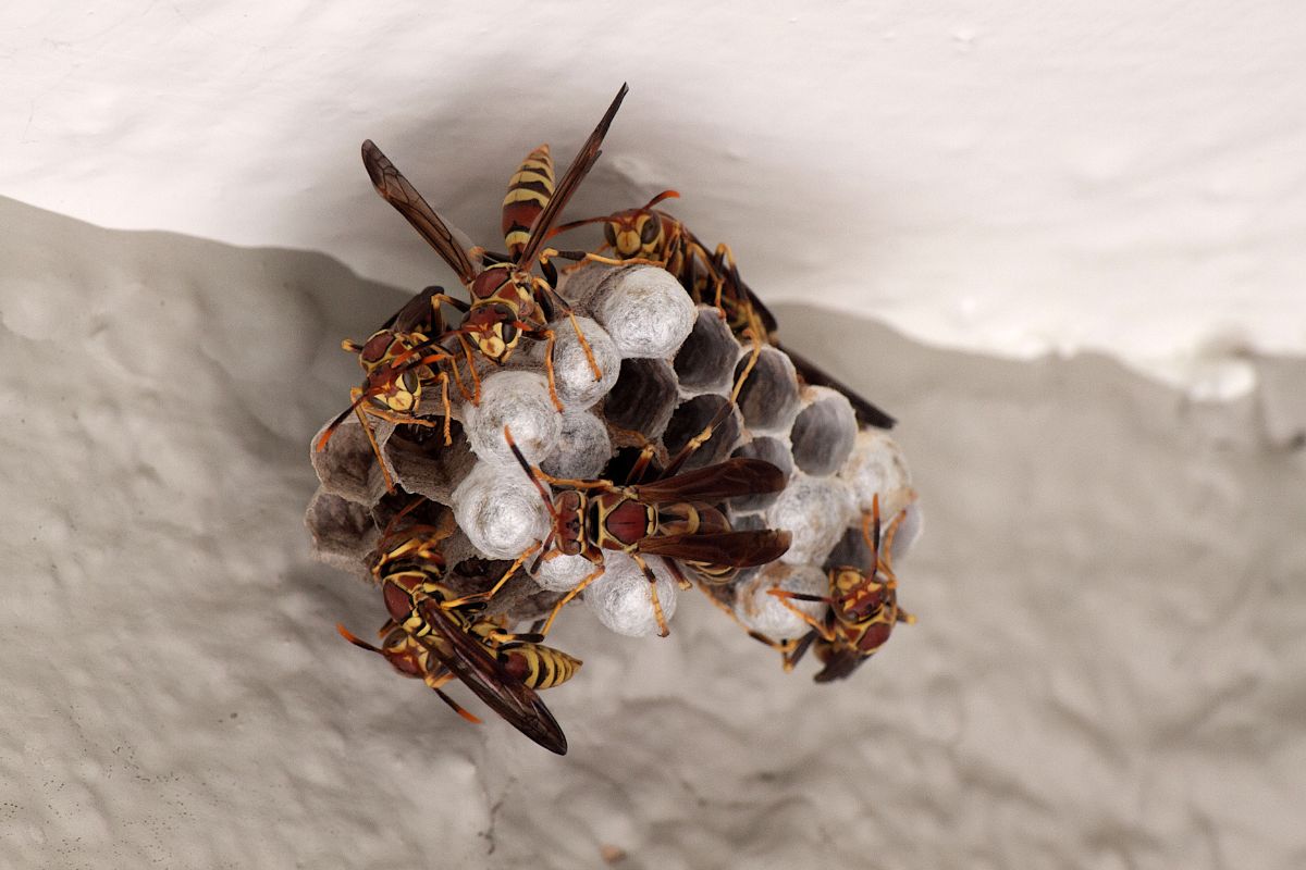 Wasp Nest Removal Hemel Hempstead