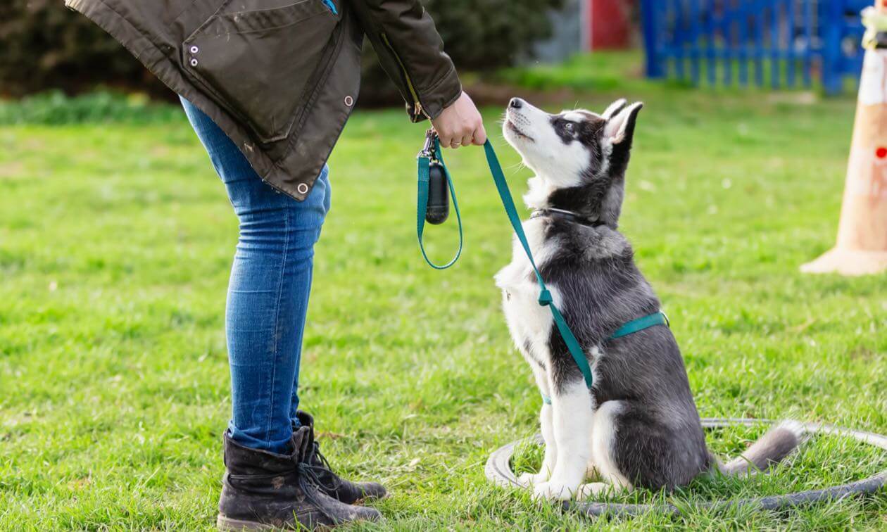 reactive dog walking