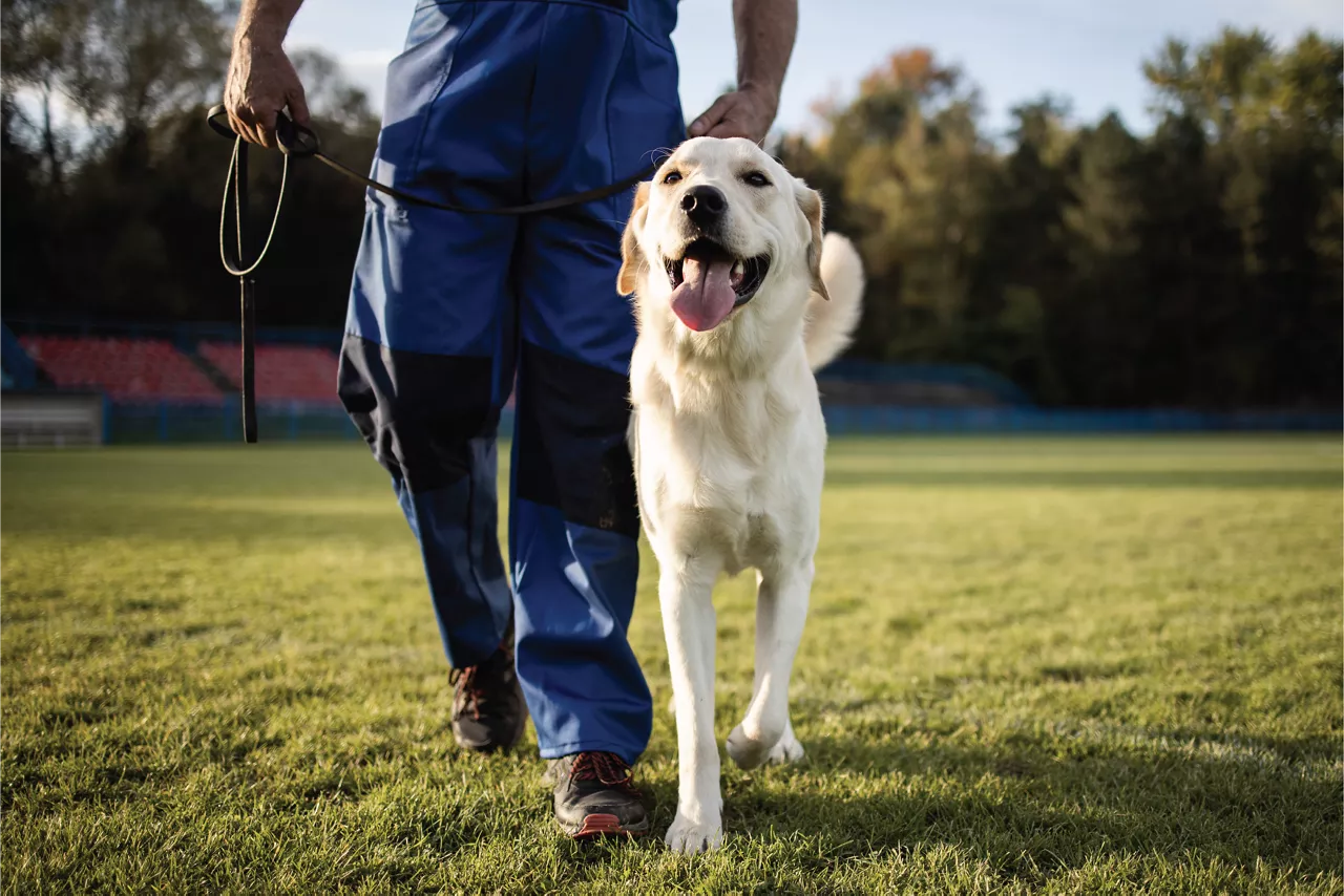 Dog Training Irvine