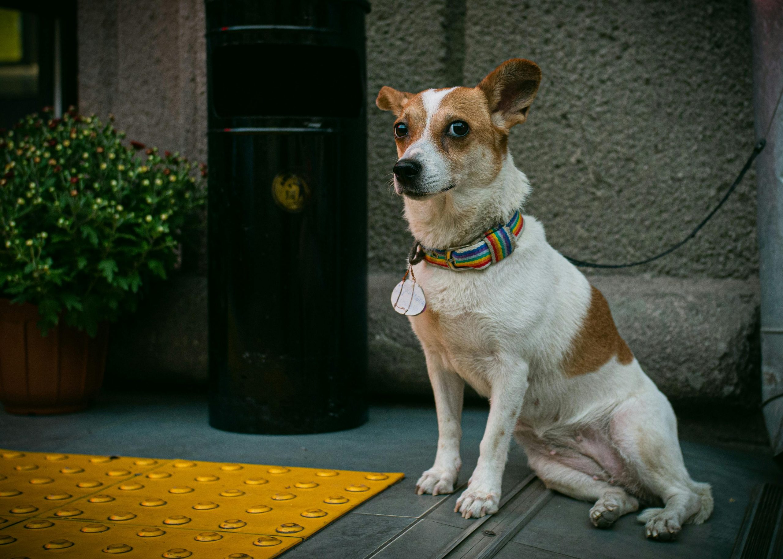 Pet Tag