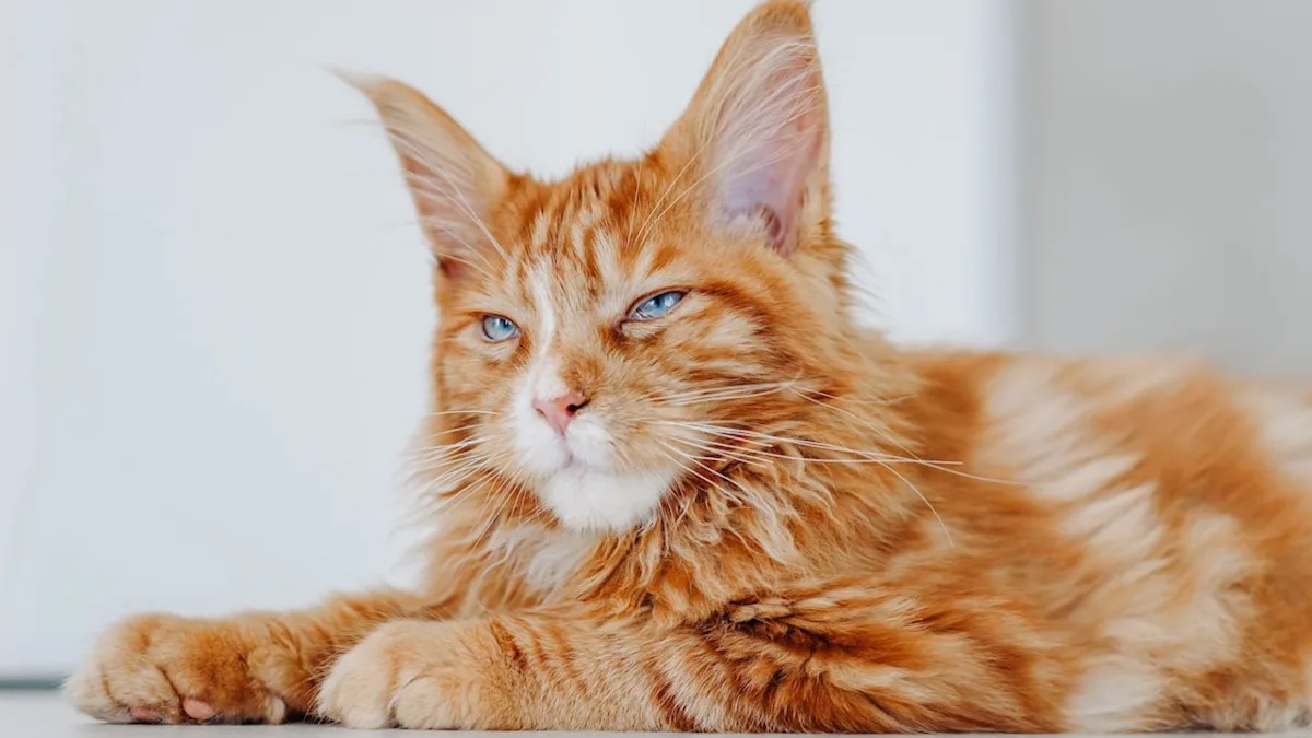 Maine Coon kittens for sale California