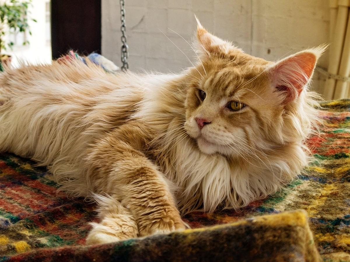 Maine Coon kittens for sale California