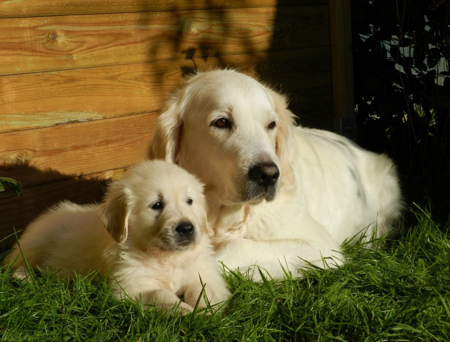 Poop Scooper Services You Can Trust for Pet-Friendly Yards
