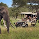 10 Best Tanzania Safari Moments You’ll Treasure Forever