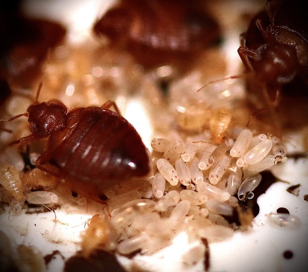 Affordable bed bug treatment