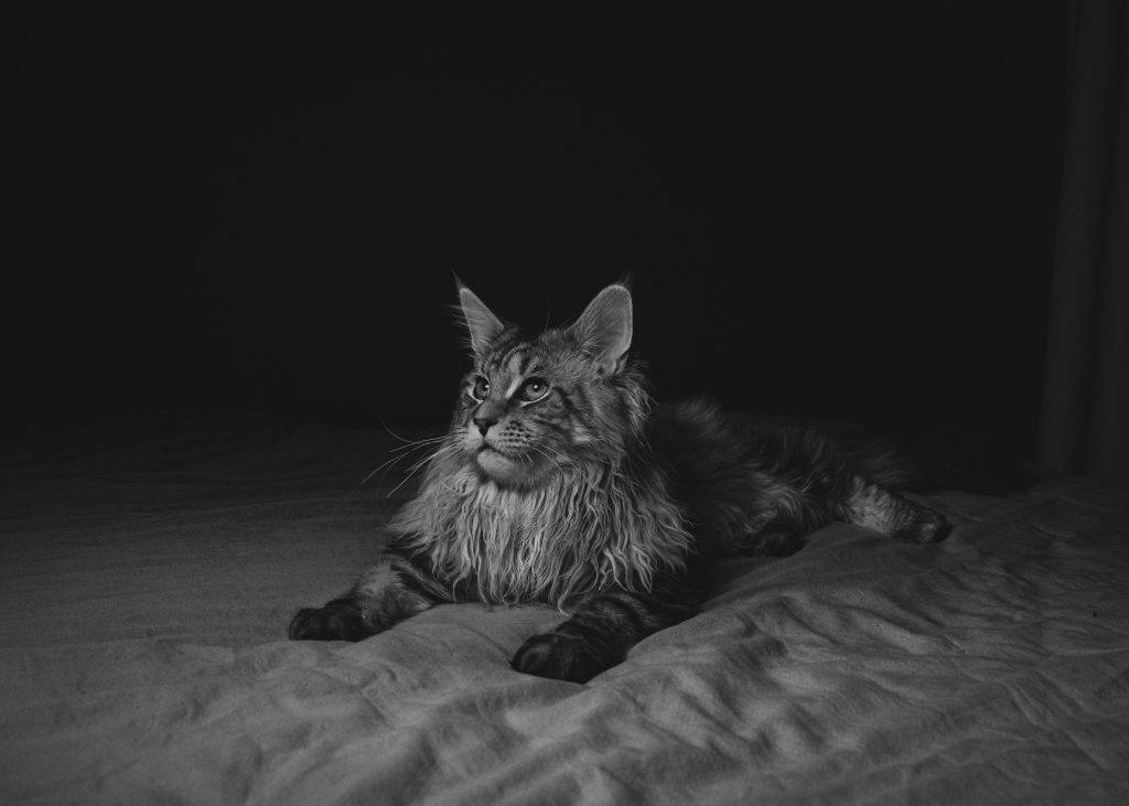 Maine Coon cats for sale near me