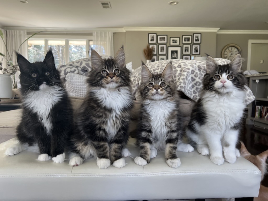 Maine Coon cats for sale